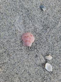 gbif image for Argopecten gibbus