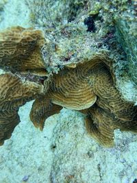 gbif image for Agaricia agaricites