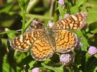 gbif image for Phyciodes vesta
