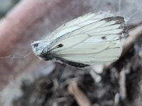 gbif image for Pieris napi