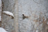 gbif image for Anas strepera