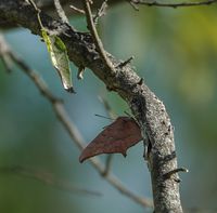 gbif image for Anaea andria