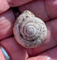 gbif image for Mesodon thyroidus