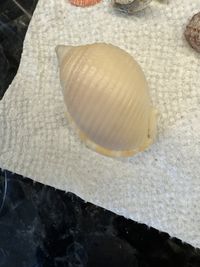 gbif image for Phalium granulatum