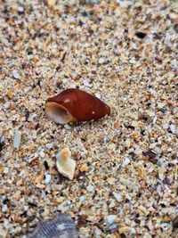 gbif image for Hinea brasiliana