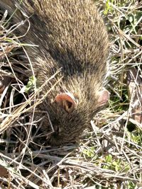 gbif image for Sigmodon hispidus