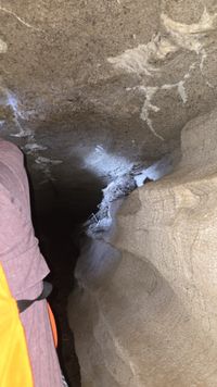 gbif image for Neotoma floridana