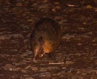 gbif image for Dasypus novemcinctus