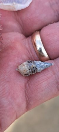 gbif image for Cerithium atratum