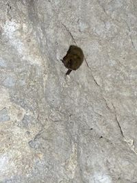 gbif image for Eptesicus fuscus