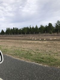 gbif image for Geomys pinetis