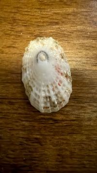 gbif image for Diodora listeri