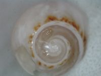 gbif image for Modulus modulus