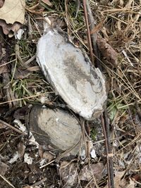 gbif image for Elliptio complanata