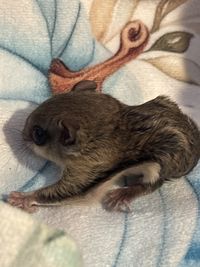 gbif image for Glaucomys volans