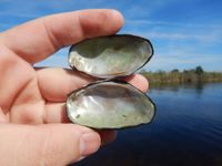 gbif image for Elliptio buckleyi