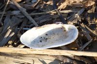 gbif image for Nodularia douglasiae