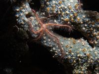 gbif image for Ophiothrix suensoni