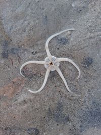 gbif image for Ophiolepis elegans