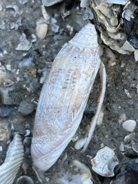 gbif image for Oliva sayana