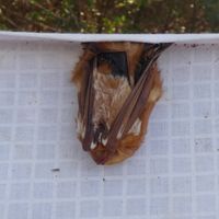 gbif image for Lasiurus borealis