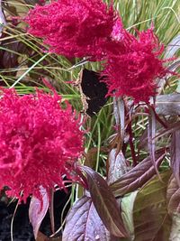 gbif image for Nymphalis antiopa