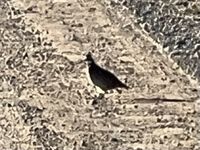 gbif image for Colinus virginianus