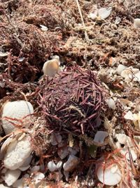 gbif image for Lytechinus variegatus