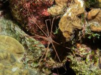 gbif image for Stenorhynchus seticornis