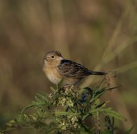 gbif image for Ammodramus savannarum