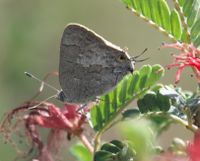 gbif image for Ministrymon leda