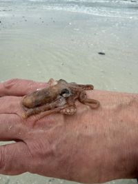 gbif image for Octopus joubini