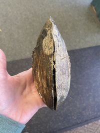 gbif image for Megalonaias nervosa