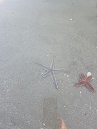 gbif image for Luidia clathrata