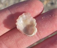 gbif image for Ostrea equestris