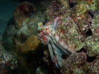 gbif image for Octopus briareus