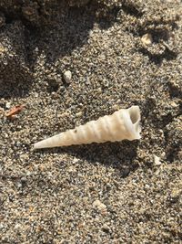 gbif image for Turritella exoleta