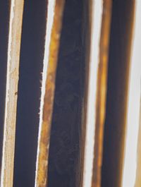 gbif image for Tadarida brasiliensis