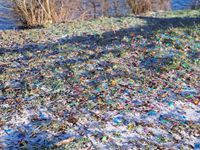 gbif image for Homo sapiens