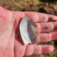 gbif image for Utterbackia imbecillis