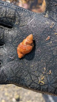 gbif image for Cymatium rubeculum occidentale