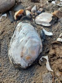 gbif image for Elliptio crassidens