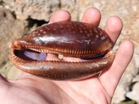 gbif image for Cypraea cervus