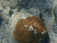 gbif image for Dichocoenia stellaris