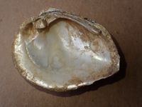 gbif image for Fusconaia flava