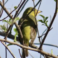 gbif image for Piranga olivacea