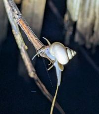 gbif image for Leptopoma vitreum