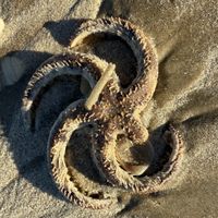 gbif image for Luidia alternata