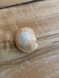 gbif image for Crepidula aculeata