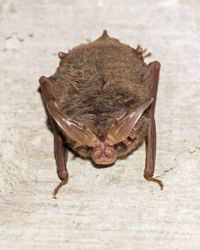 gbif image for Corynorhinus rafinesquii